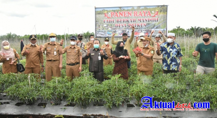 Bupati Bengkalis yang Diwakili Wabub Bagus Santoso Tinjau Ladang Cabe Merah