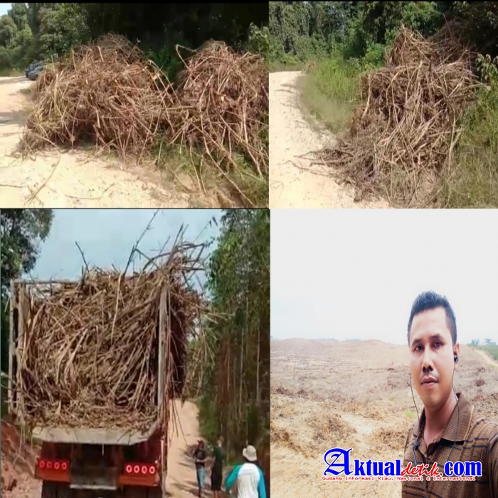 Saat Sidak Lapangan, Batin Sengeri Temukan Hutan Bambu Habis di Babat PT.Arara Abadi