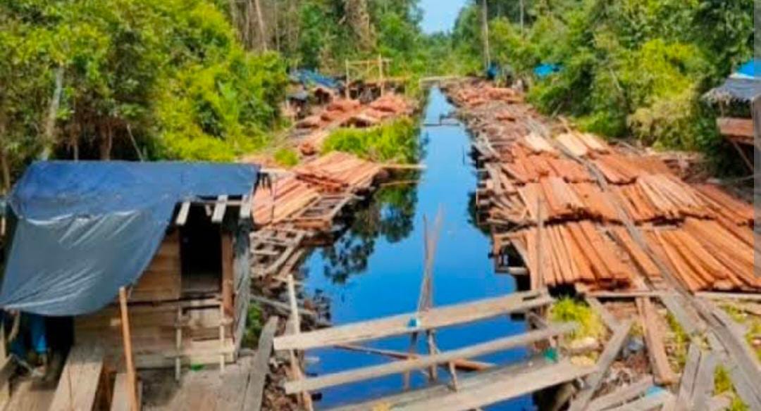 Ada Calon Anggota DPRD Rohil Bos Ilegal Logging, Dimana Kapolda Riau?