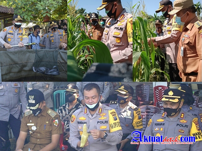 Kapolresta Panen Jagung Dan Ikan Lele