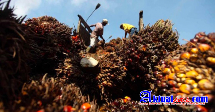 PT Agro Sarimas Indonesia Bangun Kebun di Kawasan Hutan Tanpa HGU
