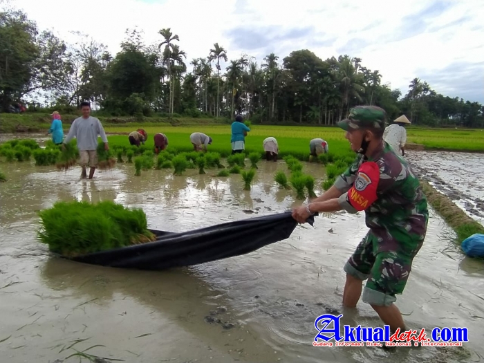Babinsa Koramil 28 Pirak Timu Kodim 0103 Aceh Utara Turun ke Sawah
