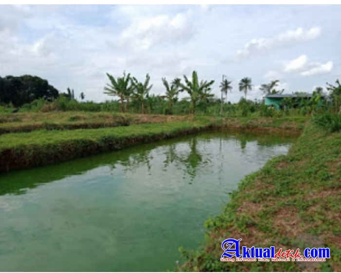 Siswi SD Tewas Tenggelam di Kolam Lele Milik Pakpahan