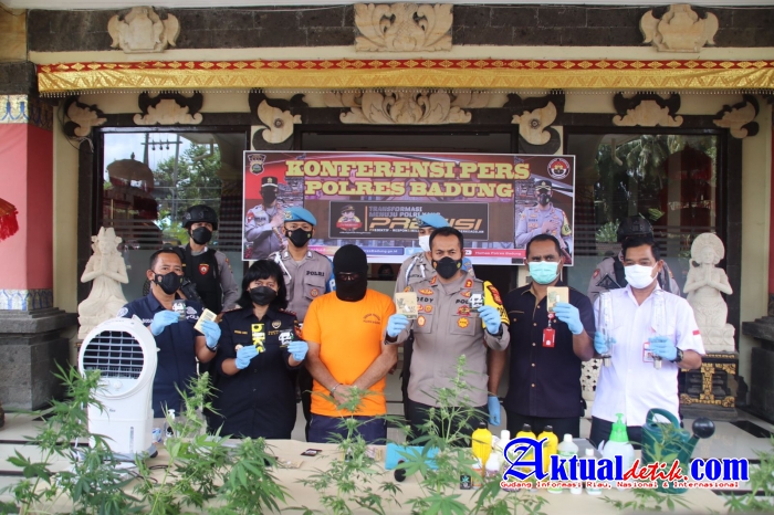 Sat. Resnarkoba Polres Badung Bekuk WNA Tanam Pohon Ganja Dalam Rumah