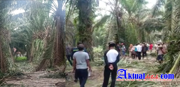 Ratusan Warga Nagori Mariah Jambi Merusak Tanaman PTPN 4