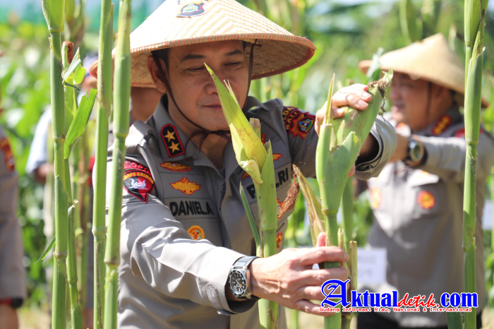 Mendukung Swasembada Pangan TH. 2025,Kapolda Bali Melaksanakan Panen Raya Jagung Serentak Kuartal II