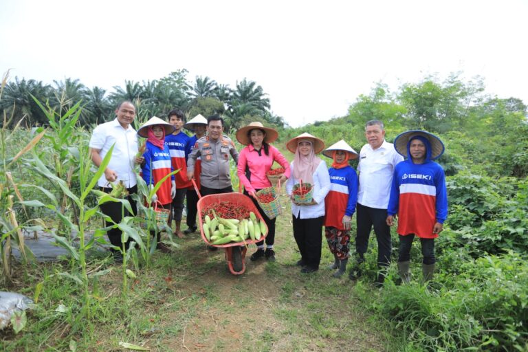 Dukung Ketahanan Pangan, Polda Sumut Panen Perdana Jagung dan Cabai Merah