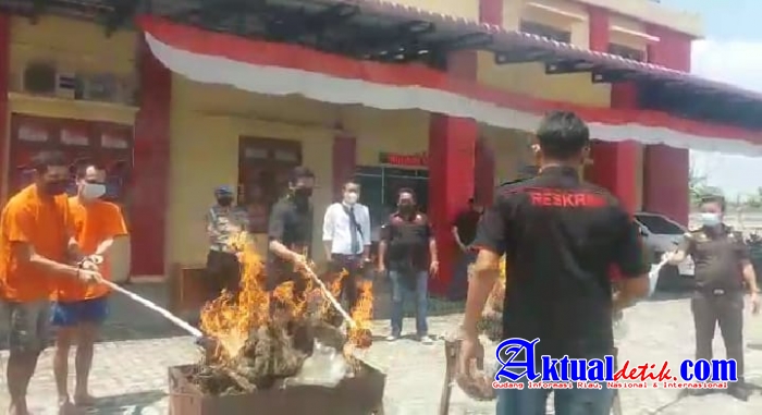 Polsek Patumbak Musnahkan 40 Kg Ganja dengan Cara Dibakar di Depan Tersangka