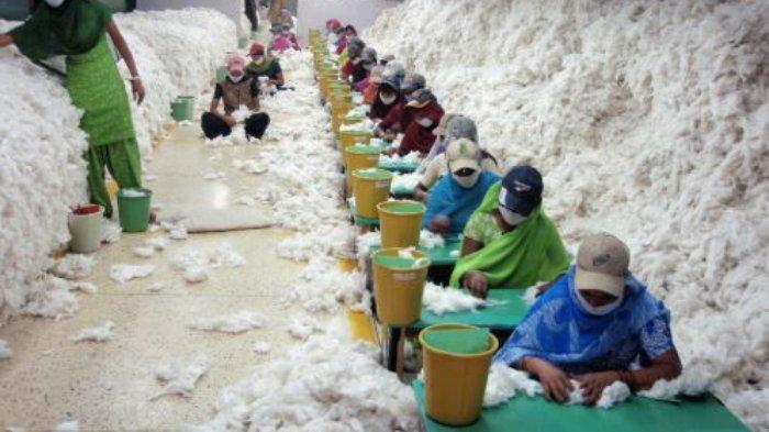 Prospek Harga Komoditas Kapas tetap Kuat di 2022