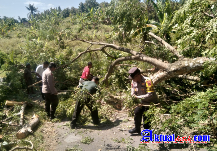 Halangi Jalan, Polisi Banjar Dinas Tenaon Dan Bhabinkamtibmas Evakuasi Pohon Tumbang