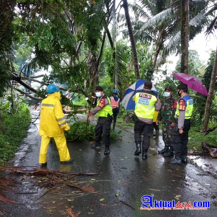 Polsek Ubud Terjunkan Tim Siaga Bencana, Atensi Pohon Tumbang Akibat Cuaca Ekstrim