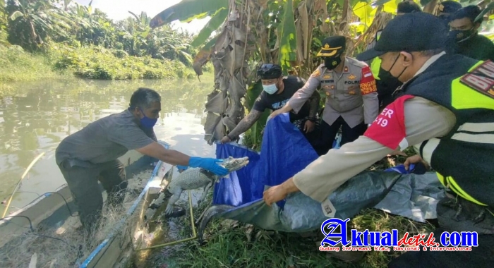 Warga Temukan Seekor Buaya Tersangkut di Jaring Nelayan