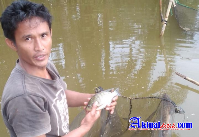 Usaha Budidaya Ikan di Tapung Hulu Merugi, Diduga Dampak Pekerjaan PT Vira Jaya