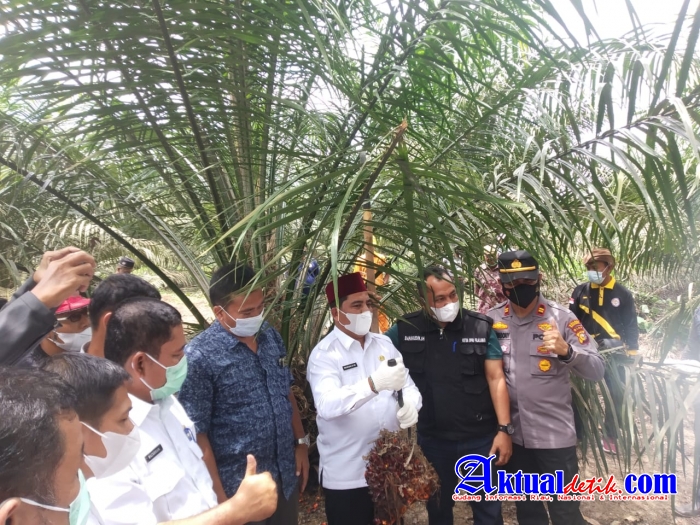 Wakil Bupati Pelalawan Laksanakan Panen Perdana Kebun Kemitraan Kas Desa Kiap Jaya