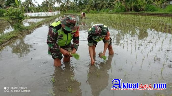 Kodim 1626/Bangli turut serta melaksanakan pendampingan Program Ketahanan Pangan