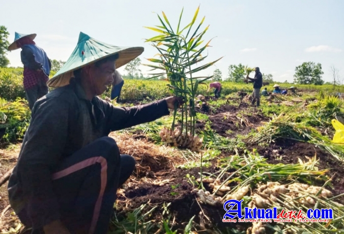 Rifai Salah Satu Petani Sukses Desa Suai Asam