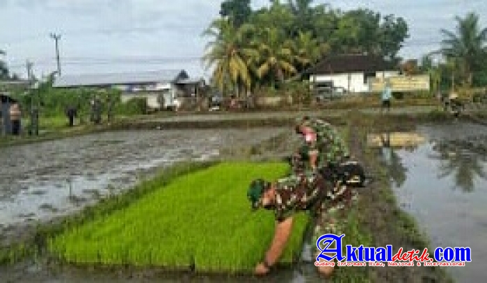 Kodim 1619/Tabanan Giat Demplot Tanam Padi Dukung Ketahanan Pangan