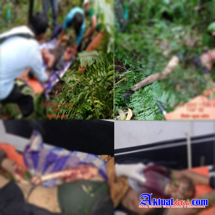 Di duga di mangsa Si Raja Hutan,Seorang Pekerja Tewas Mengenaskan