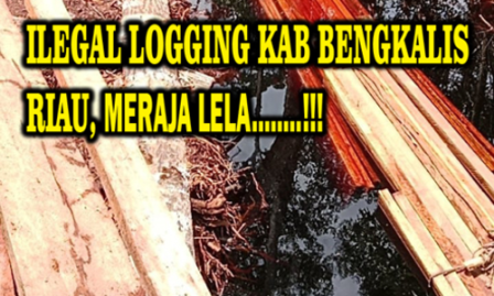 Penjahat Hutan Riau Merajalela, Cagar Biosfer Siak Kecil Bengkalis Menuju Kemusnahan