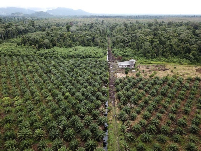 Kriminalisasi Petani Lokal, Hingga KPA Sebut PT.Sindoka Ilegal Tanpa Izin HGU&IUP