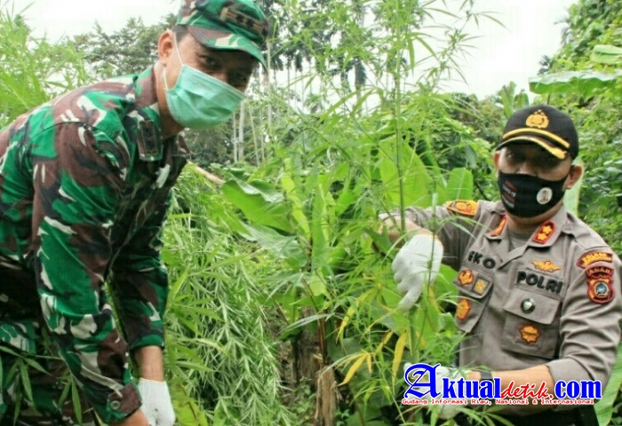 Kapolda Aceh Apresiasi Pemusnahan Ladang Ganja Di Aceh Utara