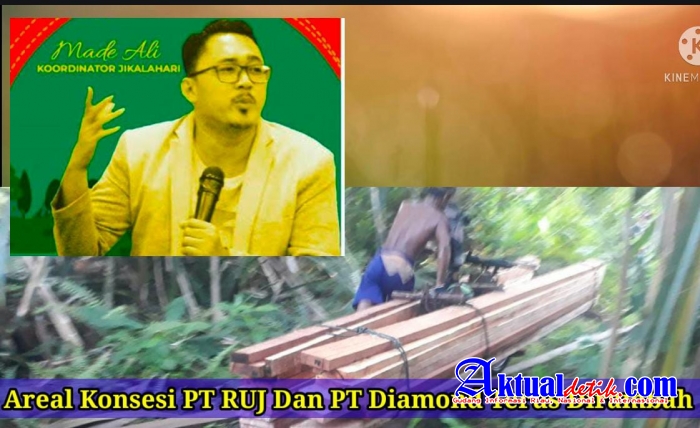 Aktifitas Ilegal Logging di Rohil Riau Diduga Kerjasama Dengan Oknum Polisi, TNI, PT Diamond Dan PT