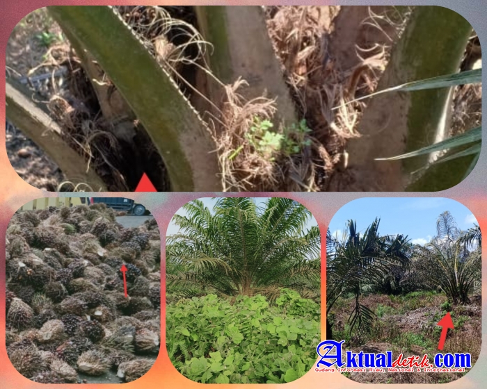 Anggaran Perawatan Kebun Sei Garo PTPN V Riau Diduga Menguap, LSM PERKARA Minta Diusut