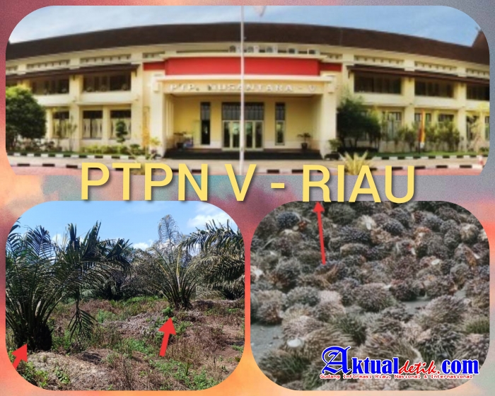 Kebun Inti PTPN V PKS Sei Garo Tidak Terawat, Ketua LSM Perkara Pertanyakan