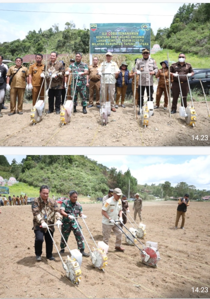 Sinergitas Pemkab dan Kodim 0210/TU Penanaman Kentang dan Jagung Organik 