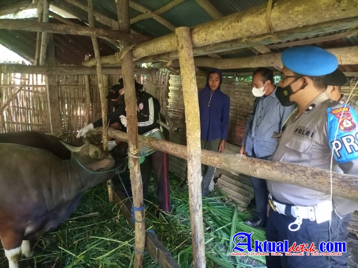 Cegah PMK 400 Sapi Tervaksin di Desa Ban, Polsek Kubu Dampingi Team Vaksinator