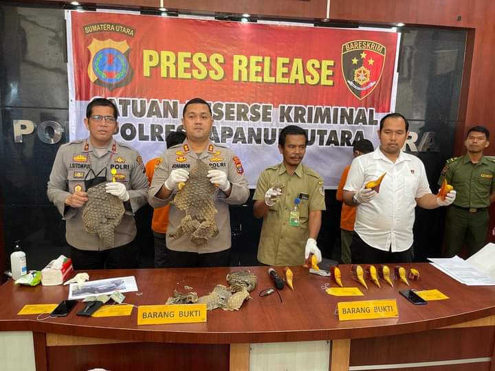 Polres Taput Berhasil Amankan Pelaku Jual Beli Sisik Trenggiling dan Paruh Burung Rangkong Gading