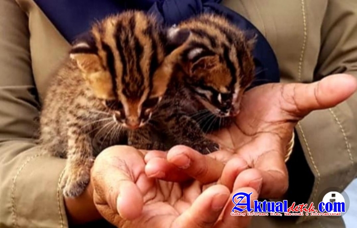 BBKSDA Riau Selamatkan Bayi Kucing Hutan