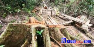 Ilegal Logging Masih Marak Di Riau