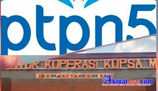 PTPN V Diduga Rampas Hak Kopsa M, Dilapor ke Polri, KPK Dan KSP, Konfirmasi Media Tidak Direspon