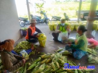 Penyesuaian Harga BBM, Bhabinkamtibmas Desa Kamasan Bagikan Nasi Bungkus ke Petani Jagung