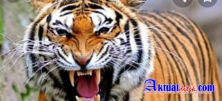 Harimau Sumatera Jelajahi Lokasi Proyek