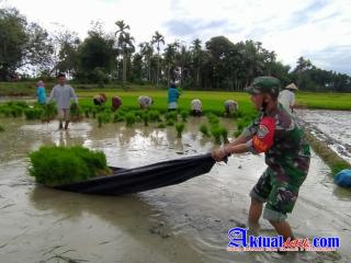 Babinsa Koramil 28 Pirak Timu Kodim 0103 Aceh Utara Turun ke Sawah