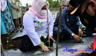 Bupati Kasmarni Apresiasi Kegiatan Kapolres Bengkalis dengan Budidaya Cabe Merah