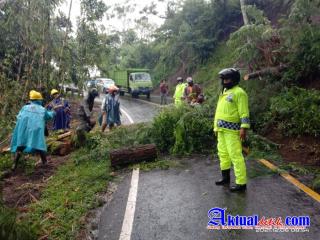 Unit Lantas Polsek Rendang Quick Respon Jalan Macet Akibat 2 Pohon Pinus Tumbang di Jalan Raya