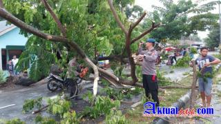 Cuaca Buruk Melanda Gorontalo, Tim SAR Ilato Brimob Gorontalo Bersihkan Pohon Tumbang