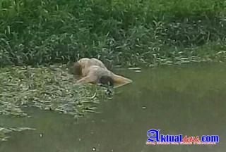Warga Nemu Mayat Tanpa Busana Telungkup Di Sungai Sei Buluh