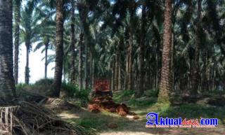 Program PSR Sawit Riau 2021 Jauh Dari Capaian Tagret, Disbun Riau Salahkan SDM