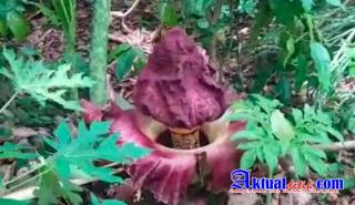 BERITA VIDEO: Pohon Bunga Ajaib Timbul, Mirip Bunga Bangkai, Apakah Pertanda Kiamat..? 