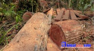 PT RUJ Pembiaran Atau Ikut "Kong Kalikong" Dengan Perambah Ilegal logging?