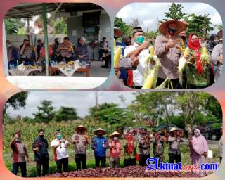 Sukseskan Program Kapolri Kampung Tangguh Nusantara, Kapolresta Pekanbaru Panen Jagung Bersama Warga