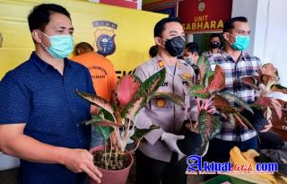 Pelaku dan Penadah Pencurian Bunga Aglonema diamankan Polsek Payung Sekaki