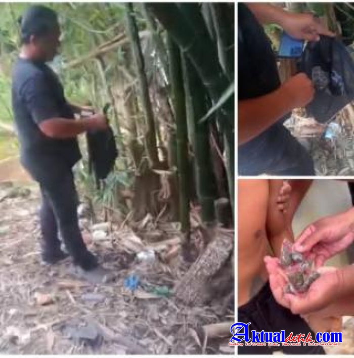 Satresnarkoba Polrestabes Medan Ungkap Peredaran Ganja, Pohon Bambu Dijadikan Penyimpanan