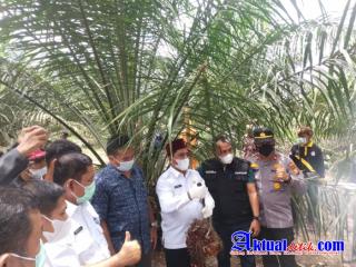Wakil Bupati Pelalawan Laksanakan Panen Perdana Kebun Kemitraan Kas Desa Kiap Jaya
