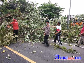 Pohon Tumbang Lumpuhkan Akses Jalan, Personil Polres Klungkung Turun Tangan