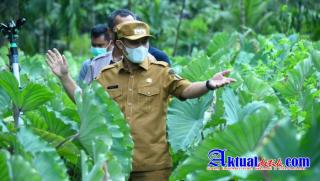 Kebutuhan Pasar Tinggi, Pemkab Bersama Kantor Karantina Pertanian Pekanbaru Galakkan Tanam Talas